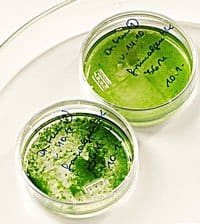 Ultrasonication improves the extraction of oil from the algae cells and the conversion to biodiesel.