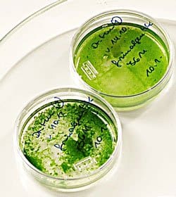 Ultrasonication improves the extraction of oil from the algae cells and the conversion to biodiesel.