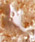 Ultrasonic extraction of lipids and proteins from cells, e.g. in the food and pharmaceutical industry