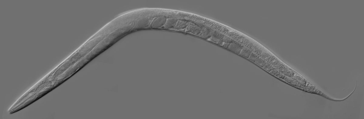 Ultrasonic Preparation of C. Elegans Samples