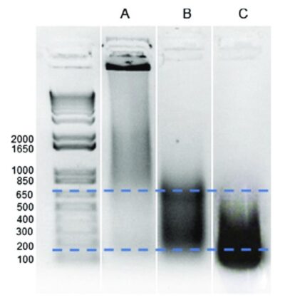સોનિકેશનનો ઉપયોગ કરીને ક્રોમેટિન ફ્રેગમેન્ટેશન: અલ્ટ્રાસોનિક ક્રોમેટિન શીયરિંગ 200-600bp ના પ્રમાણમાં DNA ટુકડાઓ બનાવવા દે છે, જે ChIP સિક્વન્સિંગ માટે આદર્શ છે.