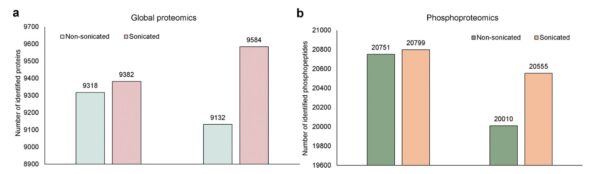 Sammenligning af global proteomik og fosfoproteomik mellem sonikerede og ikke-sonikerede prøver. a. Antal identificerede proteiner (global proteomik) i alle PDX-tumorvæv med eller uden sonikering. b. Antal identificerede fosfopeptider (IMAC-berigelse) i alle PDX-tumorvæv med eller uden sonikering. Kun proteiner og fosfopeptider med abundansforhold større end eller lig med den 25. percentil blev talt med. Overflødighedsforholdet blev beregnet mellem de samme typer prøver. Undersøgelse og grafer: ©Li et al., 2025