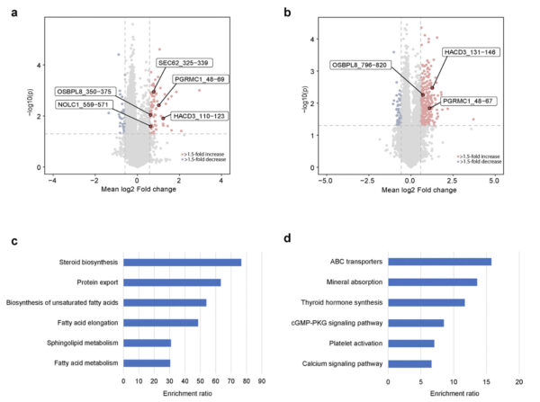 Differentielt udtryk af fosfopeptider fra TMT-mærket MS. a. Den basale undertype, der fremhæver nogle humane fosfopeptider (protein_sequence begin and end), der er opreguleret i sonikerede prøver sammenlignet med ikke-sonikerede prøver. b. Den luminale undertype, der fremhæver nogle humane fosfopeptider (protein_sequence begin and end), der er opreguleret i sonikerede prøver sammenlignet med ikke-sonikerede prøver. c. Berigede KEGG-veje baseret på proteinerne i opregulerede fosfopeptider i sonikerede basale undertyper af tumorer. d. Berigede KEGG-veje baseret på proteinerne i opregulerede fosfopeptider i sonikerede luminale undertyper af tumorer. Undersøgelse og grafer: ©Li et al., 2025