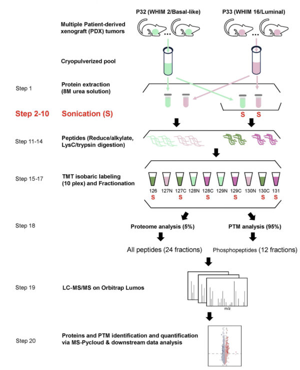Optimeret arbejdsgang for prøveforberedelse med implementeret sonikeringstrin. Den optimerede arbejdsgang og det eksperimentelle design er baseret på CPTAC-prøveforberedelsesprotokollen til global proteomisk og fosfoproteomisk analyse. Undersøgelse og skema: ©Li et al., 2025