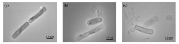 B. subtilis vegetativ hujayralarining SEM tasvirlari (a) va undan keyin 30 daqiqa davomida ultratovush nurlanishidan oldin (b), (c). Hujayra membranalarining buzilishi mikrobial inaktivatsiya uchun sonikatsiyaning samaradorligini ko'rsatadi.