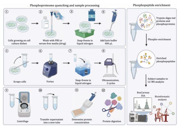 ફોસ્ફોપ્રોટીઓમિક સંશોધન માટે પ્રોટીન કાઢવા માટે VialTweeter અથવા UIP400MTP નો ઉપયોગ કરીને સોનિકેશનનો ઉપયોગ થાય છે.