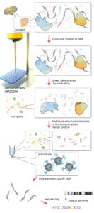 Ultrasonic homogenizers are reliable for DNA shearing Adapted from Jkwchui under CC-BY-SA.03