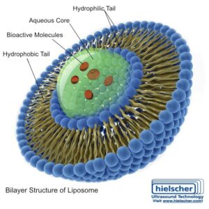Liposomaning tuzilishi: gidrofil va hidrofobik dumlari bo'lgan amfifil ikki qatlam va uning suvli yadrosi kapsulalangan bioaktiv molekulalarni o'z ichiga oladi.